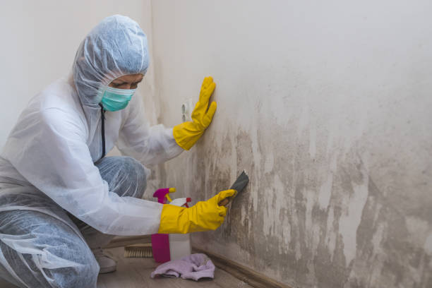 Best Attic Mold Remediation in Wabash, IN