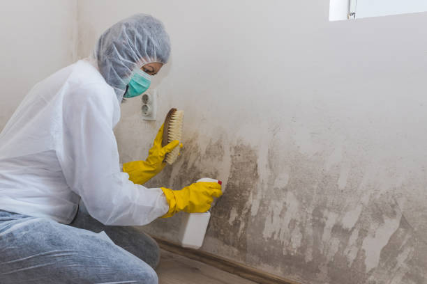 Best Basement Mold Remediation in Wabash, IN