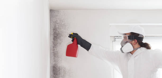 Best Post-Flood Mold Remediation in Wabash, IN