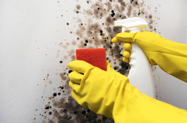 Best Bathroom Mold Remediation in Wabash, IN