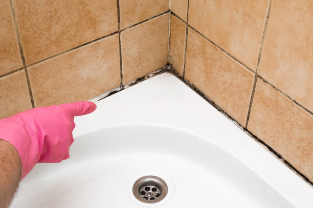 Best Black Mold Remediation in Wabash, IN